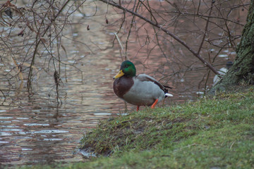 Duck Male On The Lake, Sitting On The Grass