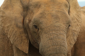 Close up of an African elephant's head.