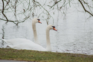 Pair Of White Swans Swimming On The Lake