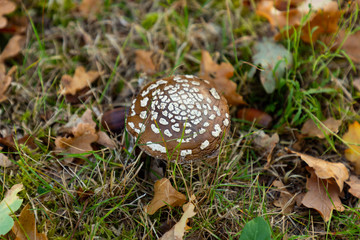 Champignon d'automne