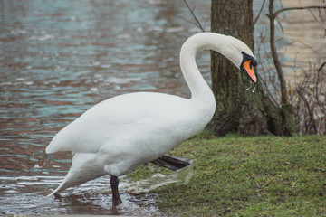 Swan On A Background Of Grass And Water