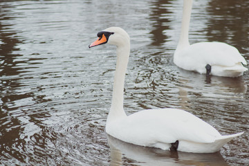 Beautiful white swan swims on the lake Silbersee