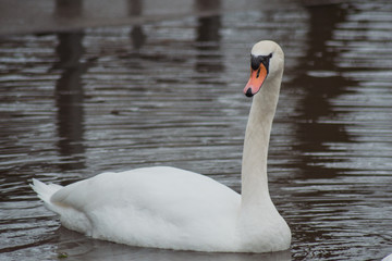 Beautiful white swan swims on the lake Silbersee