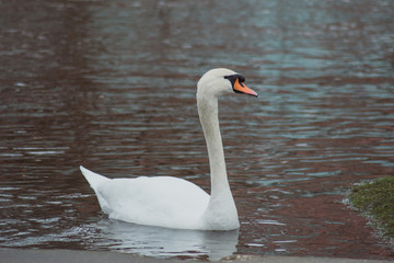 Beautiful white swan swims on the lake Silbersee