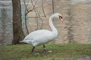 Swan On A Background Of Grass And Water
