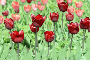 Beautiful red tulips close up on blurred background. Bright red flowers in nature Selective focus.
