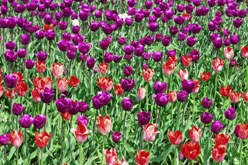 Fototapeta premium Natural flowery background with many bright flowers. Field of tulips. Flowery background.
