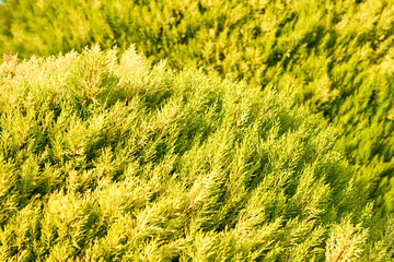                           Juniper in sunlight as a natural background. 
