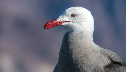 Seagull with a bright red beak