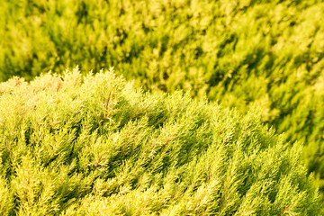                           Juniper in sunlight as a natural background. 