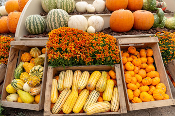Coloquintes d'automne