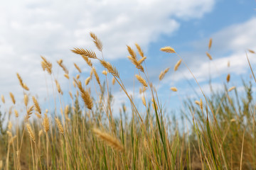 Golden spikelets of cereal with seeds ob background of the blue sky