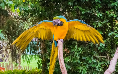 blue and yellow macaw parrot spreading its wings open and showing off its feathers © Charlotte B