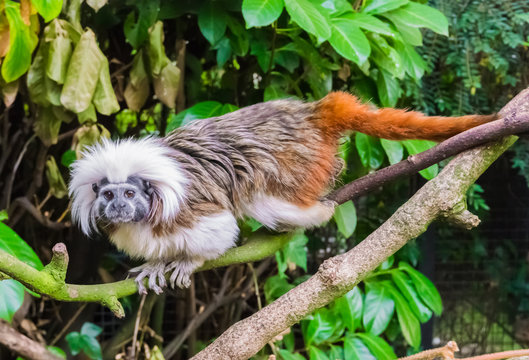 Cotton Headed Tamarin Monkey Walking Over A Branch A Rare And Critical Endangered Exotic Animal Specie From Colombia