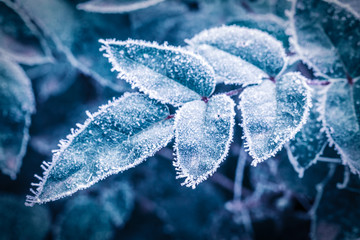Green leaves covered with hoarfrost and snowflakes on a frosty winter day. Toned image
