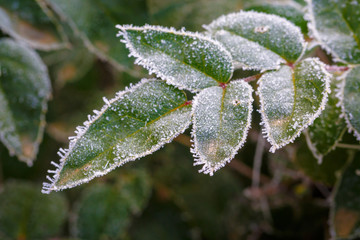 Green leaves covered with hoarfrost and snowflakes on a frosty winter day