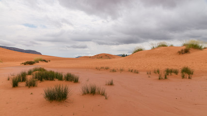 Karge, sandige wüstenlandschaft zwischen dünen und bewölktem himmel, Coral Pink Sand Dunes State Park, Utah, USA