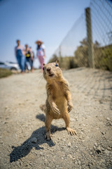 Squirell