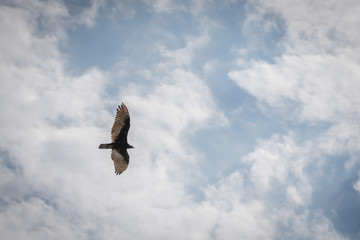 Adler am Himmel