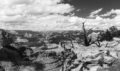 Grand Canyon with bare trees in black and white
