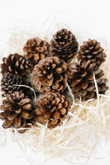 Set of pinecones on shavings.