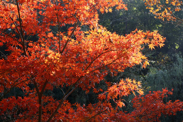  Chinese red maple leaves