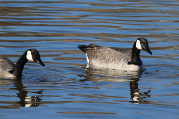 canada geese in the water