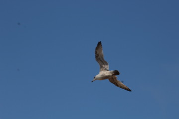 OISEAUX MARINS DE LA COTE BRETONNE - SAINT MALO