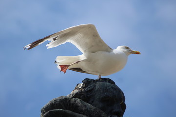OISEAUX MARINS DE LA COTE BRETONNE - SAINT MALO
