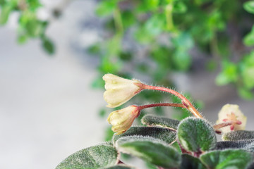 Flowering Saintpaulias, commonly known as African violet. Mini Potted plant.