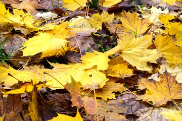 Laubfall im Herbst