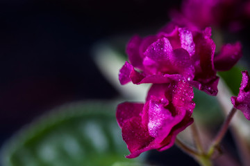 Flowering Saintpaulias, commonly known as African violet. Mini Potted plant. Collectible violet....
