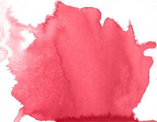 red rose on white background