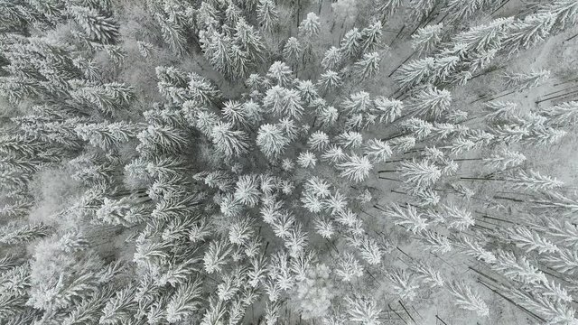 Winter landscape. Flying over trees covered with snow in the mountains. Very beautiful wildlife without people
