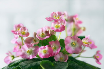 Flowering Saintpaulias, commonly known as African violet. Mini Potted plant.