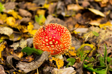 Beautiful mushroom found in Nuuksio National Park, Finland.