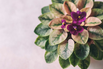 Flowering Saintpaulias, commonly known as African violet. Mini Potted plant. A dark background.