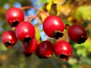Grappe de fruits d'aubépine monogyne (Crataegus monogyna). Gros plan en extérieur.