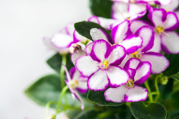 Flowering Saintpaulias, commonly known as African violet. Mini Potted plant. A dark background.