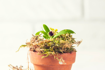 Beautiful rare mini orchid in a pot on a white window.