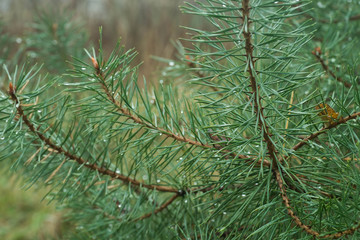 pine twigs with water drops