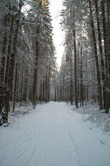 Winter morning landscape