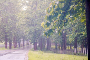 Foggy road in the forest ,Beautiful nature trail (Picture put grain)