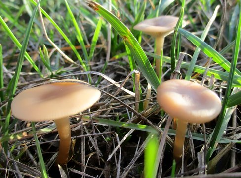 Gros plan de trois petits champignons beiges genre marasmius poussant dans l'herbe