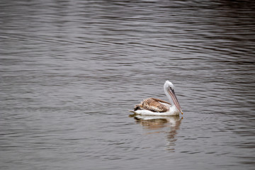 Lonely pelican in the calm waters