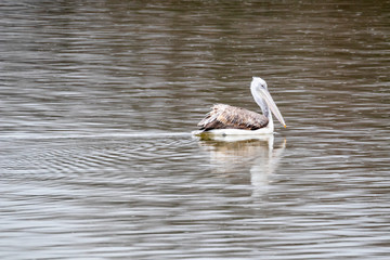 Lonely pelican is slowly swimming away