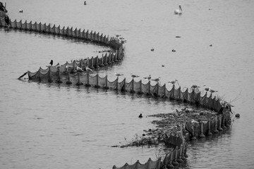Birds stand on fishing net fence black and white