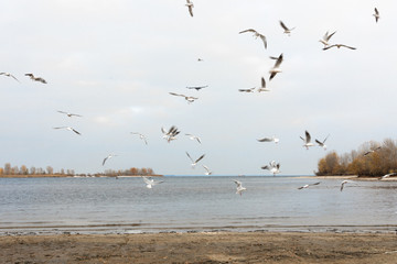 Seagulls are flying above the sea. Sea birds. Seascape.