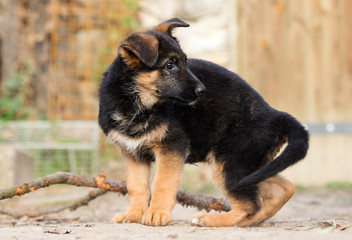 German Shepherd puppy outdoors