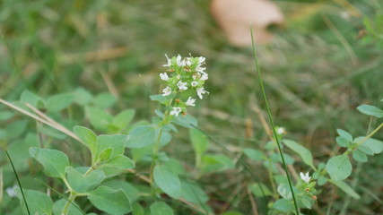 grichische weiße oreganoblüte